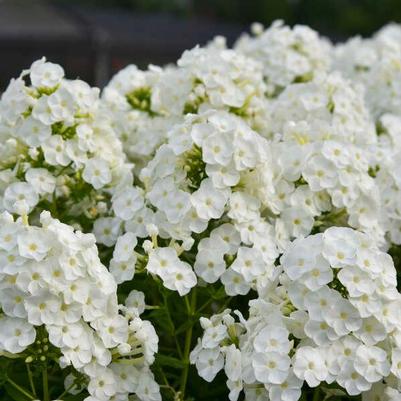 Phlox paniculata Luminary® 'Backlight'