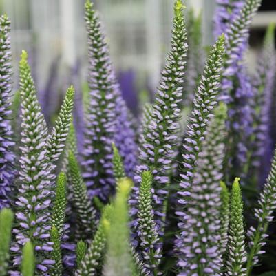 Veronica x Magic Show® 'Ever After'